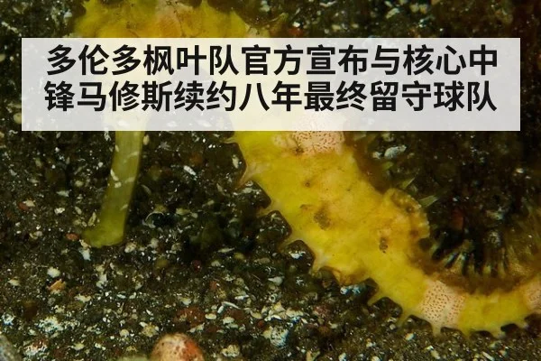 多伦多枫叶队官方宣布与核心中锋马修斯续约八年最终留守球队